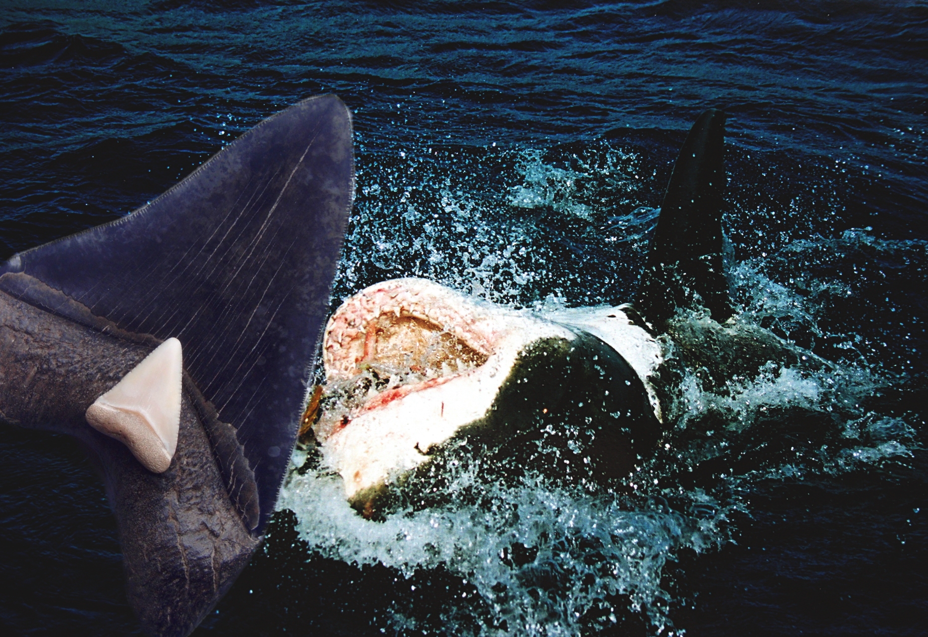 Description Megalodon And Great White Shark Teeth To Commons Jpg