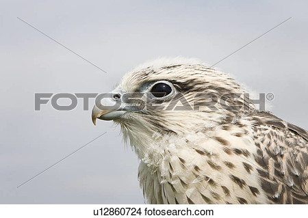 Falco Rusticolus  X Lanner Falcon  Falco Biarmicus  Female Juvenile    