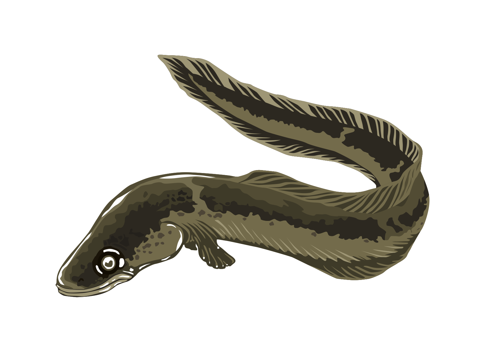 Free Eel Clip Art