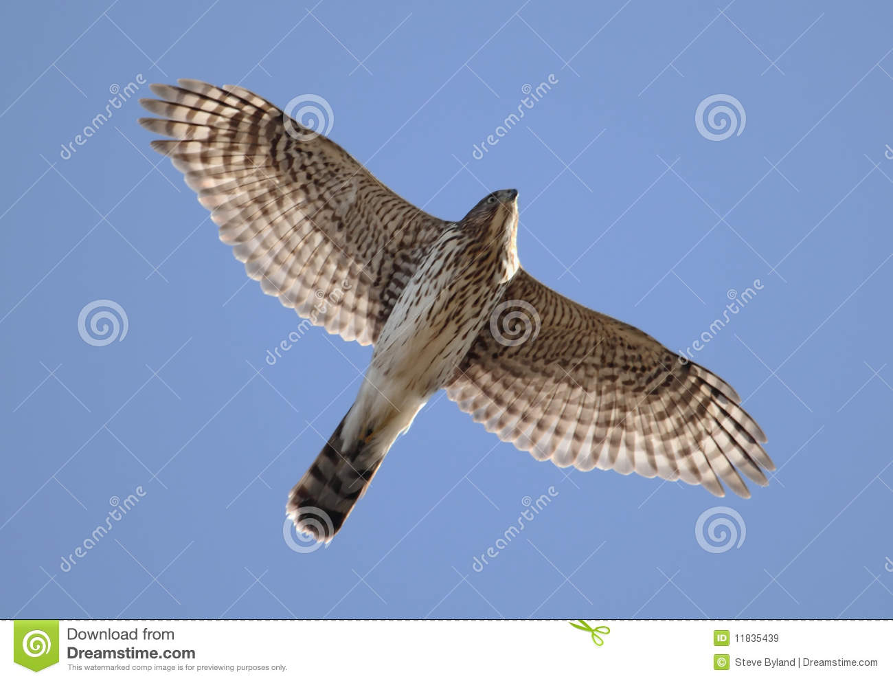 Juvenile Female Coopers Hawk  Accipiter Cooperii  Flying Against A