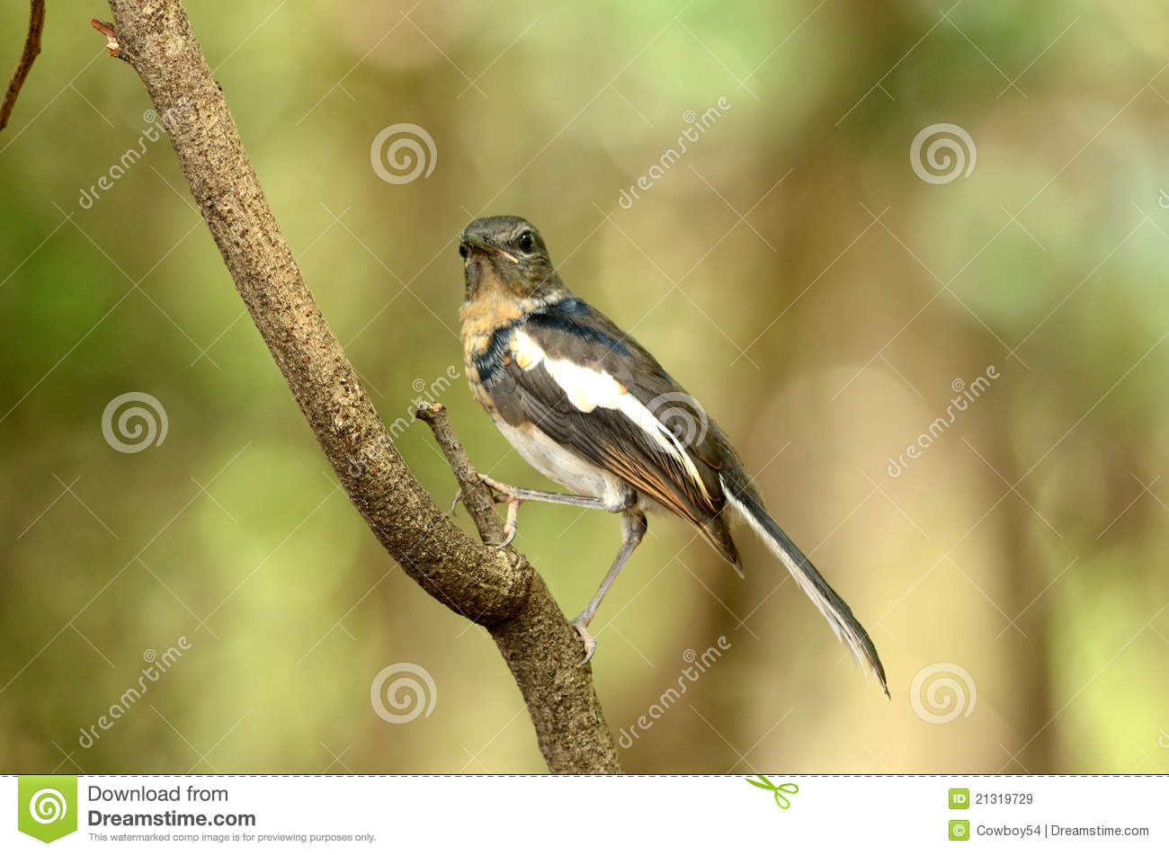 Juvenile Female Oriental Magpie Robin Royalty Free Stock Images