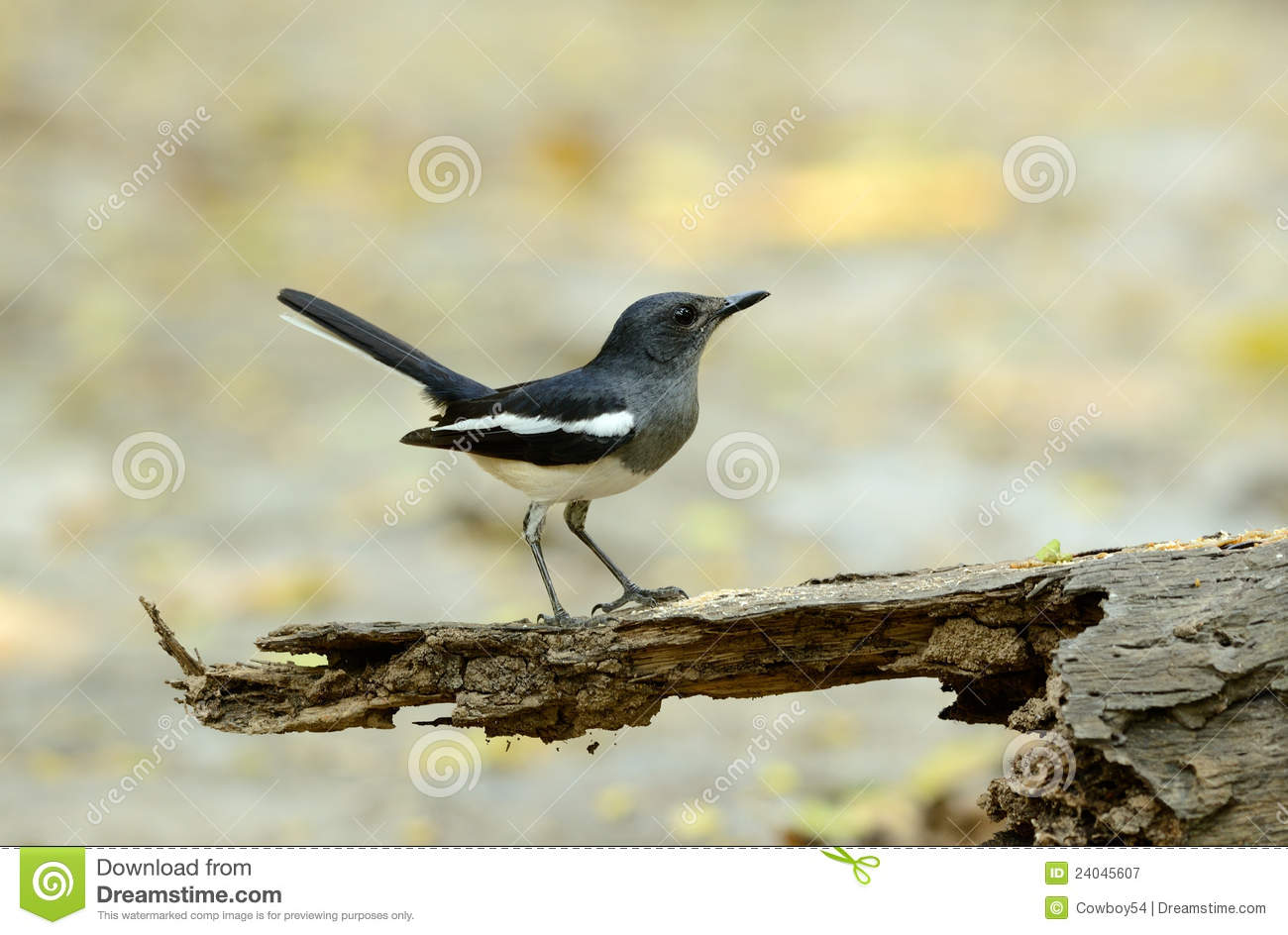 Juvenile Female Oriental Magpie Robin Royalty Free Stock Photography