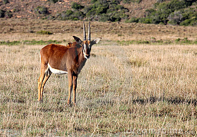 Juvenile Female Sable Antelope Stock Photos   Image  20340443