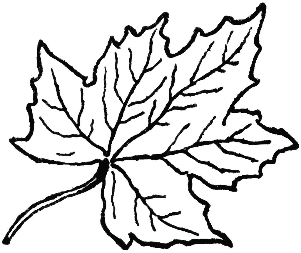 Maple Leaves Coloring Pages   Clipart Panda   Free Clipart Images