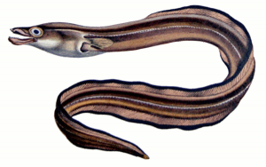 Marbled Swamp Eel Synbranchus Marmoratus Clipart With You Friends