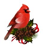 Oiseau Cardinal Rouge Illustrations Vecteurs   Clipart   Dreamstime