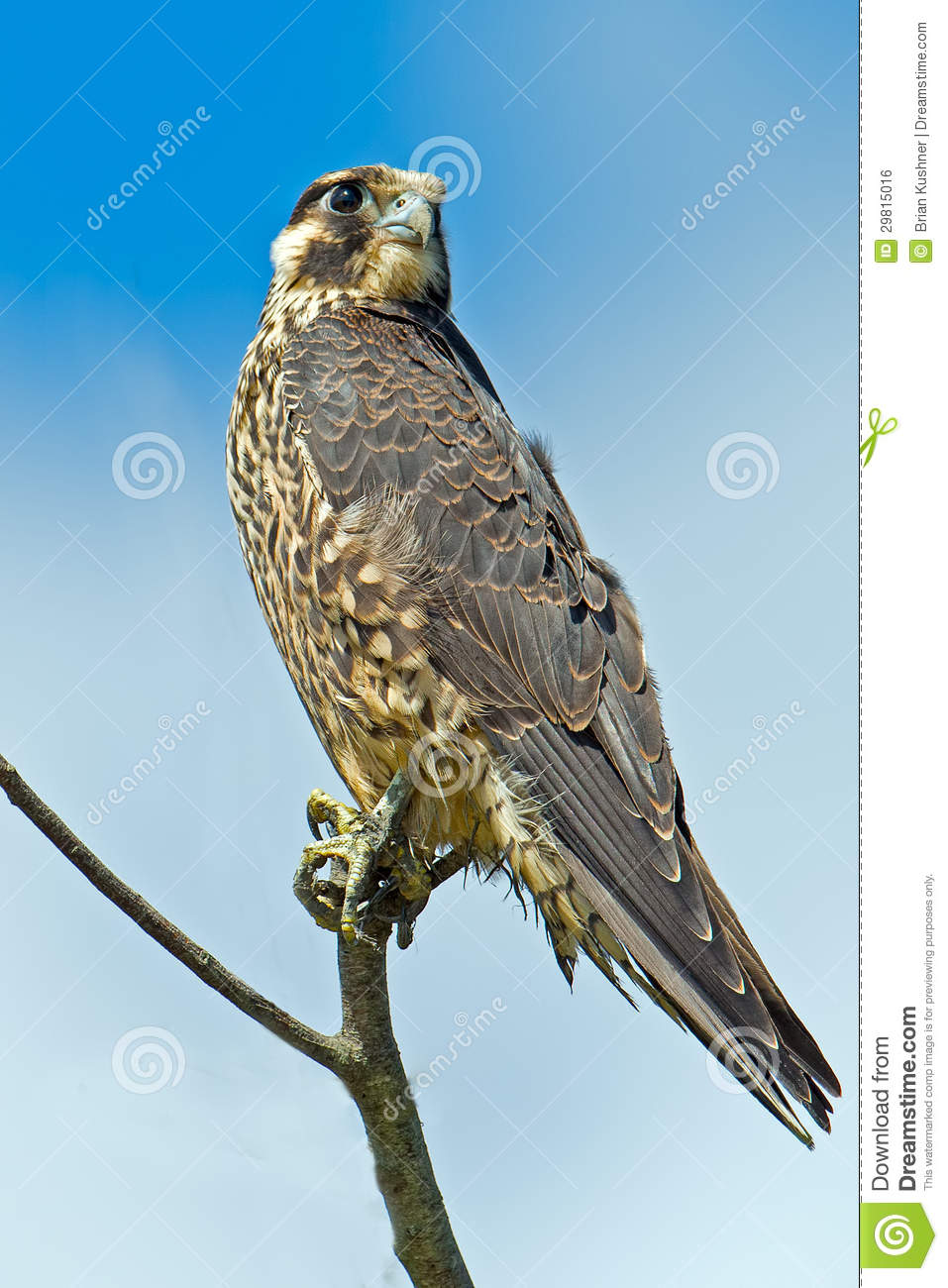 Peregrine Falcon Royalty Free Stock Image   Image  29815016