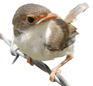 Share Juvenile Female Superb Fairy Wren Clipart With You Friends 