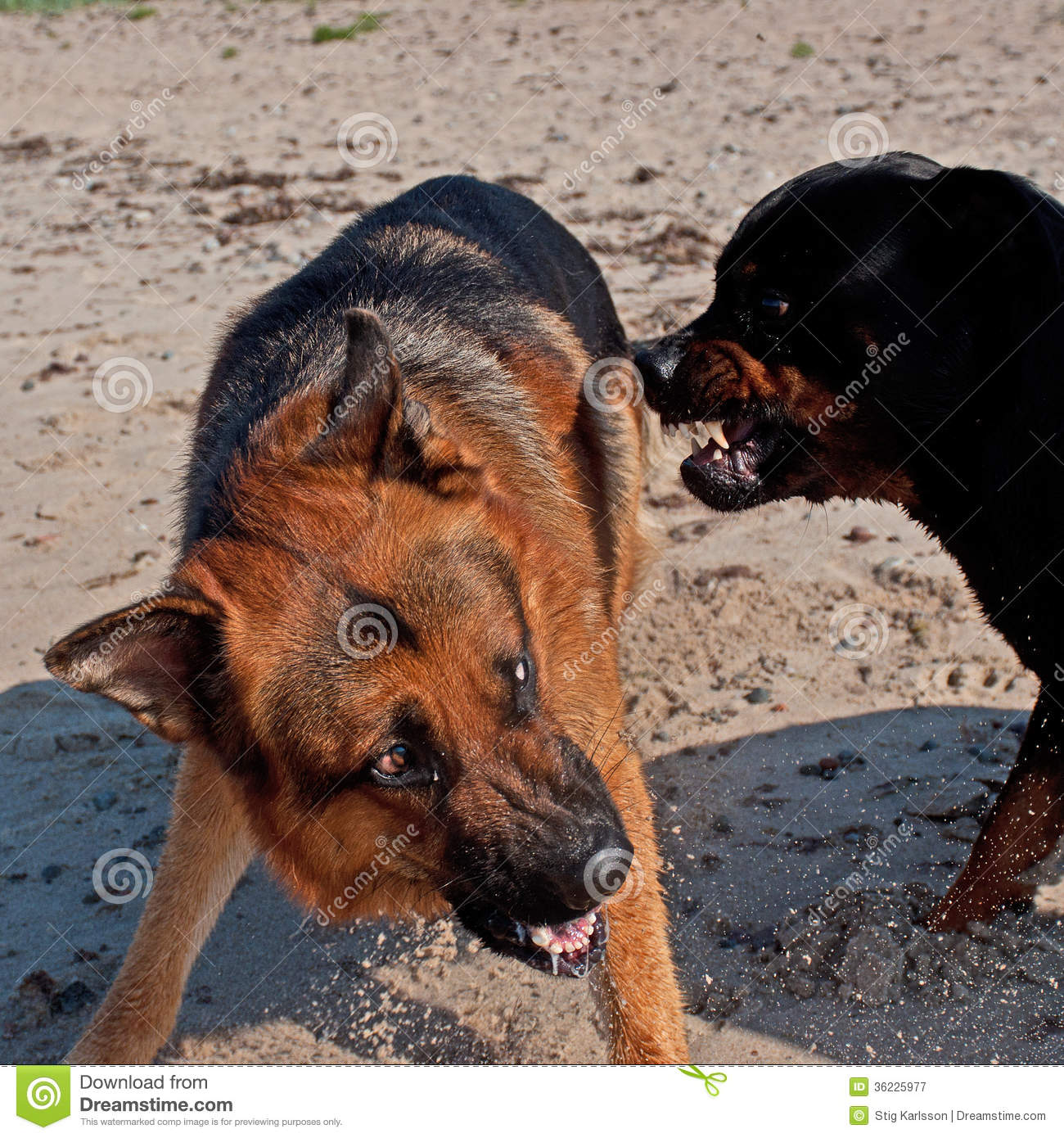 Two Large Dogs Fighting On The Beach Royalty Free Stock Photography    
