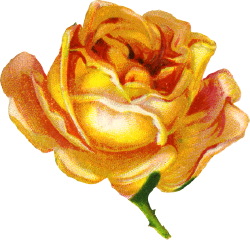 Antique Clipart  A Single Yellow Rose In Bloom 