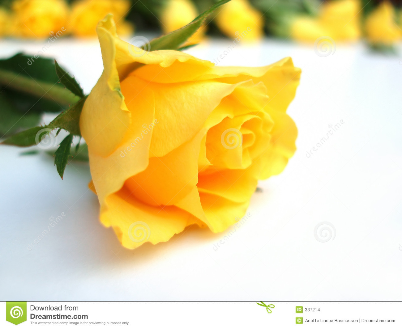 Bunch Of Yellow Roses   One Rose Single Stock Images   Image  337214
