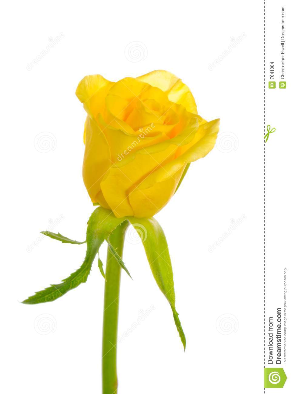 More Similar Stock Images Of   Single Yellow Rose  