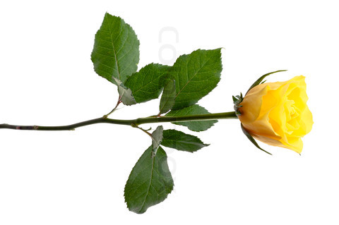 Single Yellow Rose Photograph Single Yellow Rose By Single Yellow Rose    