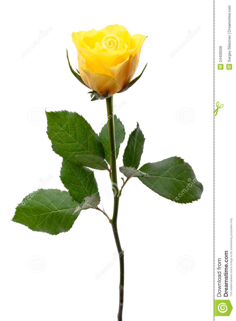 Single Yellow Rose Royalty Free Stock Image   Image  24406506