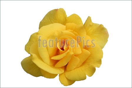 Single Yellow Roses Clipart Images   Pictures   Becuo