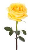 Single Yellow Roses Clipart Stock Photo Of Single Yellow Rose K8966863    