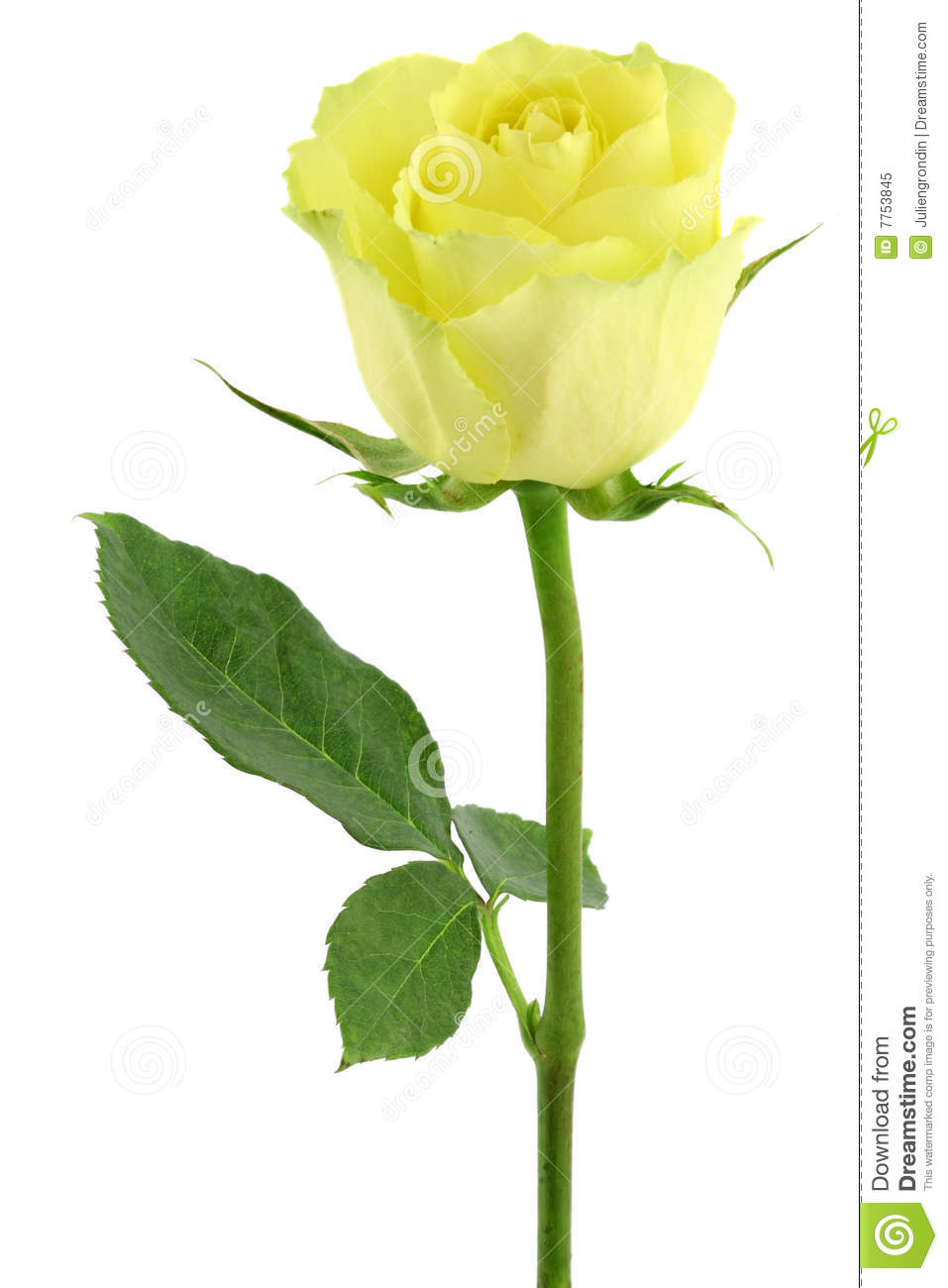 Single Yellow Roses Clipart Yellow Rose Isolated On White 