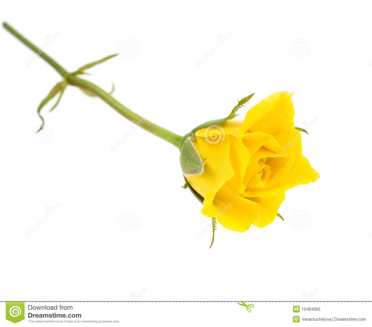 Yellow Rose Clipart Yellow Rose Isolated On White 