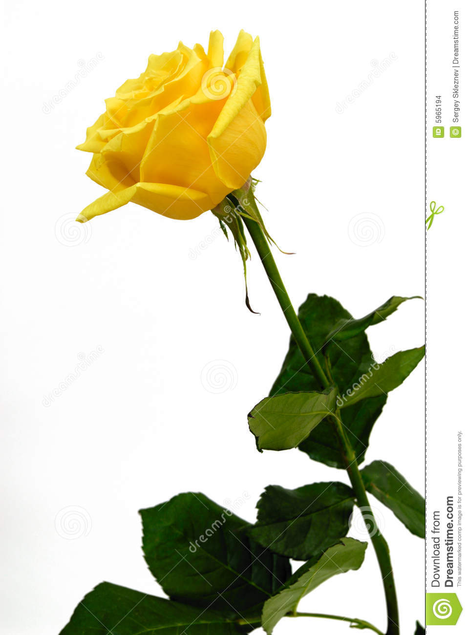 Yellow Rose Stock Images   Image  5965194