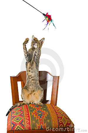 Young Grey Oriental Cat Sitting On A Beautiful Eastern Chair On