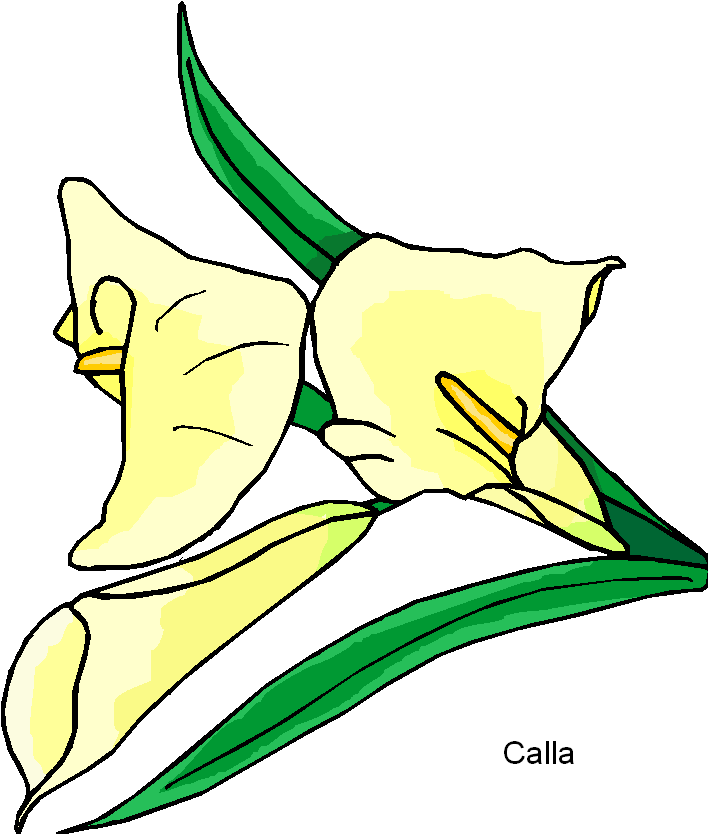 Calla Flowers Clipart You Can Download This Calla Flowers Clipart