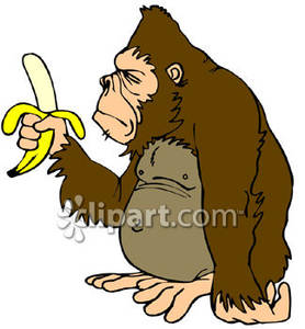 Grumpy Gorilla With A Banana   Royalty Free Clipart Picture