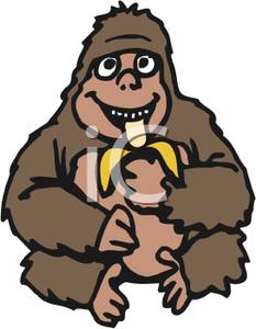 Monkey With Banana Clip Art A Smiling Gorilla Eating A Banana 100430