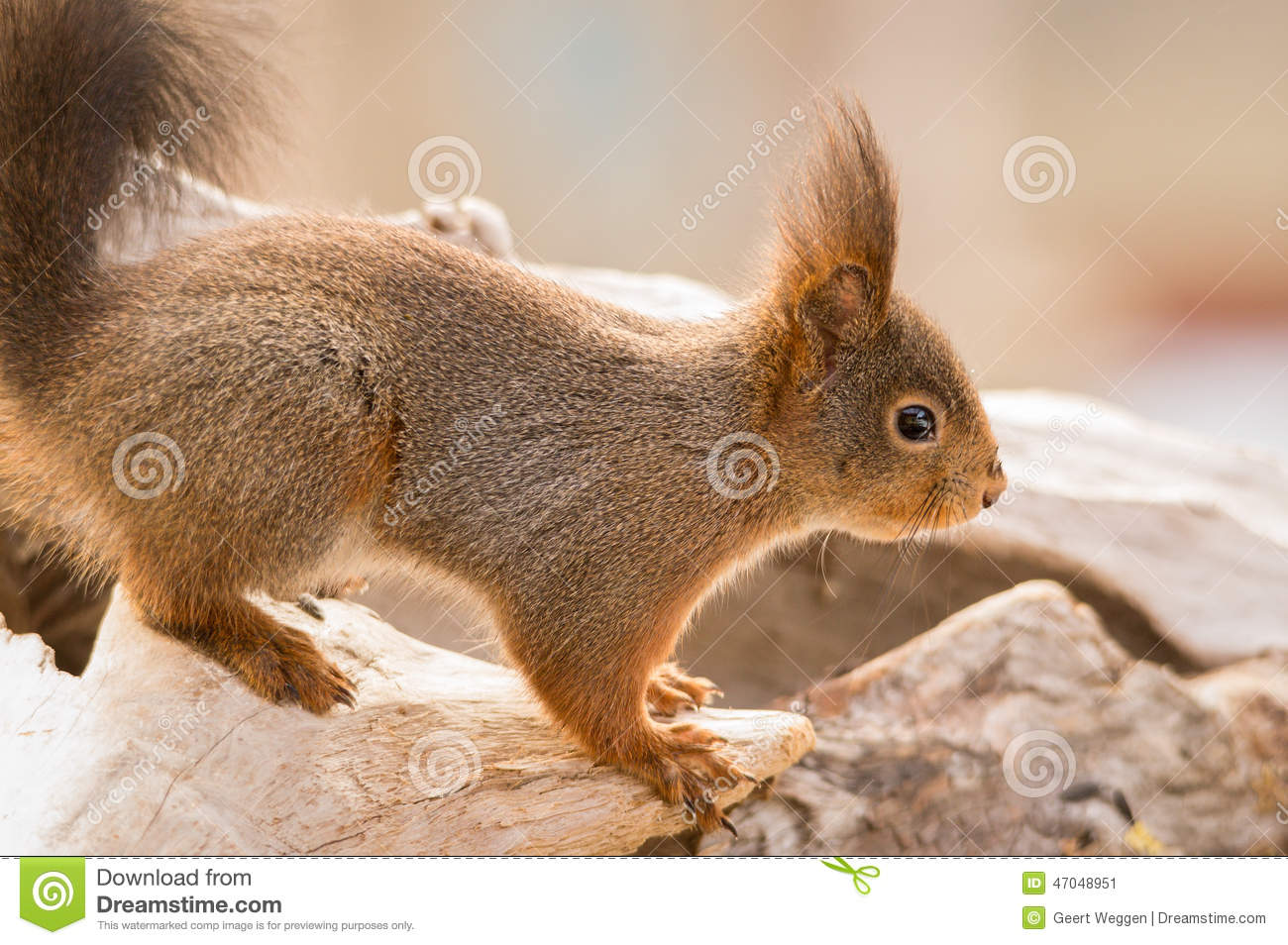 Close Up Of Squirrel Who Is Standing On Tree Trunk And Looking Away