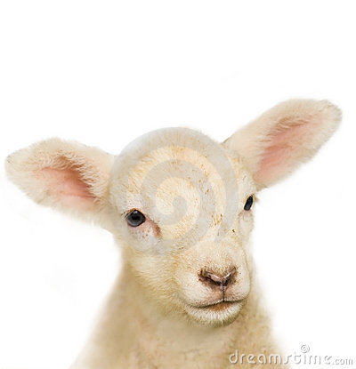 Little Lamb Stock Photos   Image  5193043