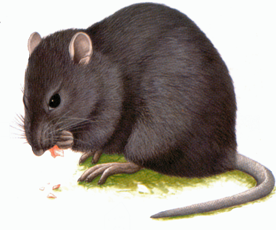 Rat Extermination Hertfordshire Bedfordshire Buckinghamshire And