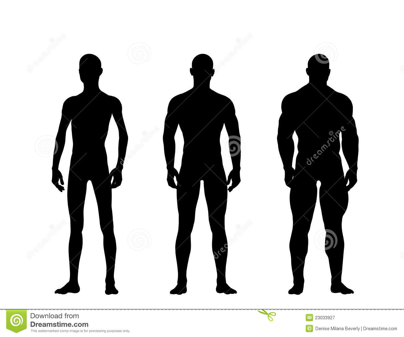 Three Silhouettes Of Man Showing Development Of Muscles Isolated On    