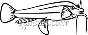 Black And White Catfish With Drooping Whiskers   Royalty Free Clipart