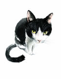 Black Cat White Background Stock Illustrations Vectors   Clipart