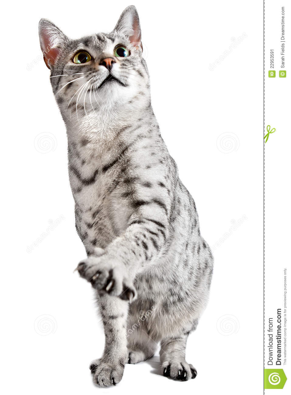 Cute Cat With One Paw Raised Stock Image   Image  22953591