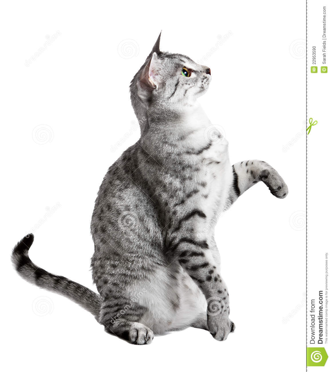 Cute Egyptian Mau Breed Cat Looking To The Side With One Paw Raised