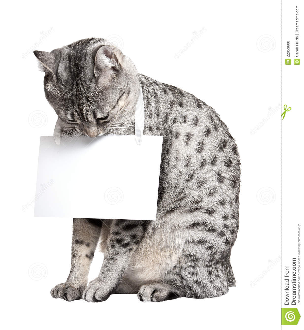 Cute Egyptian Mau Breed Cat Reading The Sign She Is Holding