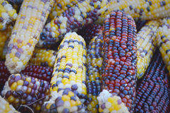 Indian Corn Stock Photography   Image  3512252