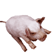 Running Pig Animation