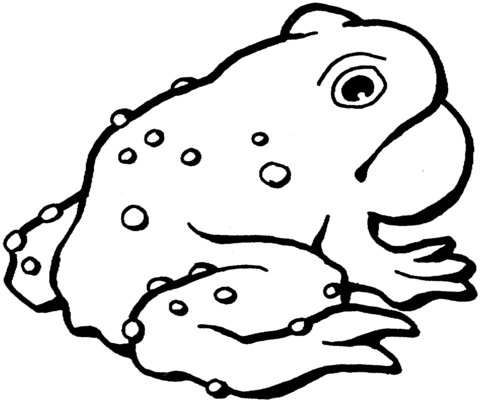 American Toad Coloring Page   Supercoloring Com