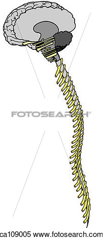 Brain And Spinal Cord With Nerves  Fotosearch   Search Clipart