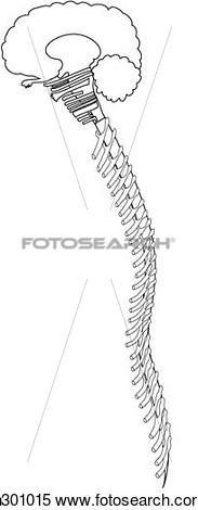 Brain   Spinal Cord With Nerves  Fotosearch   Search Clipart