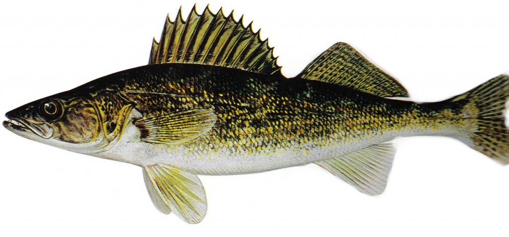 Fish Identification   Walleye  Aka Pickerel    Fishing Basics    
