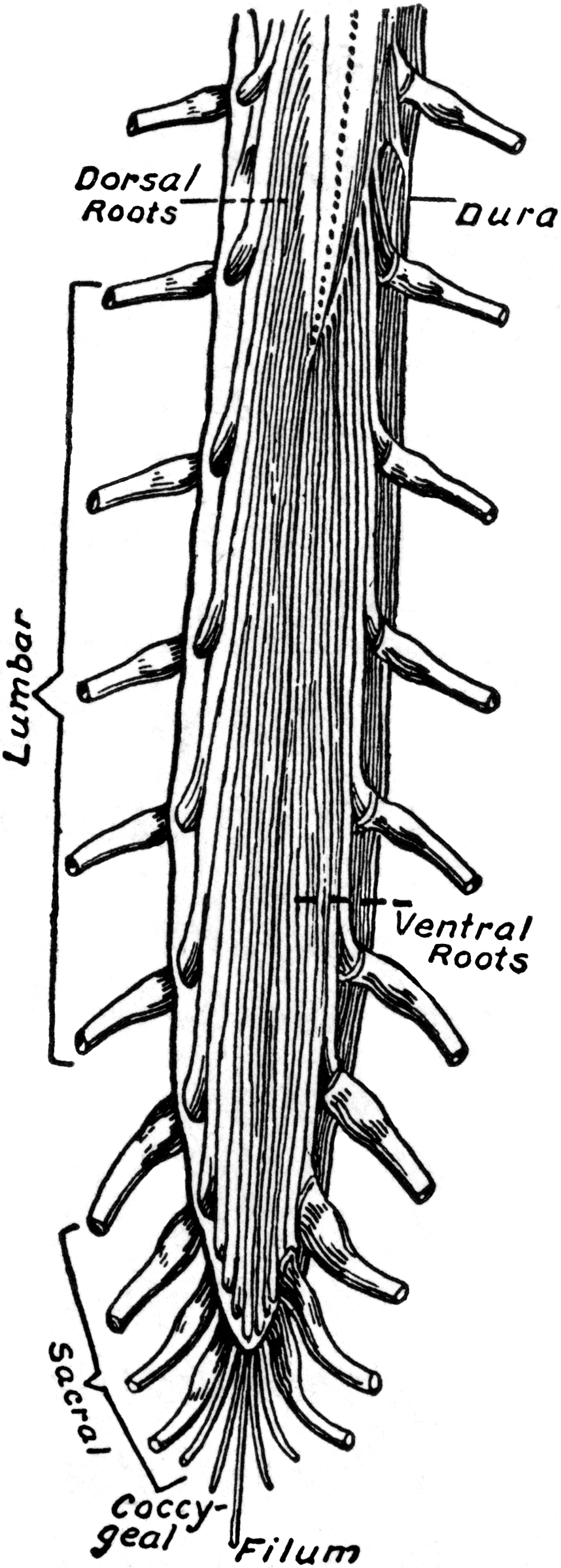 Lower End Of The Spinal Cord   Clipart Etc