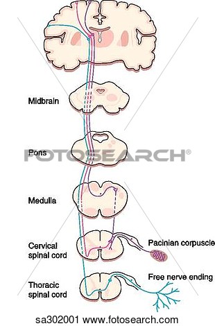 Midbrain Pons Medulla Cervical Spinal Cord And Thoracic Spinal Cord