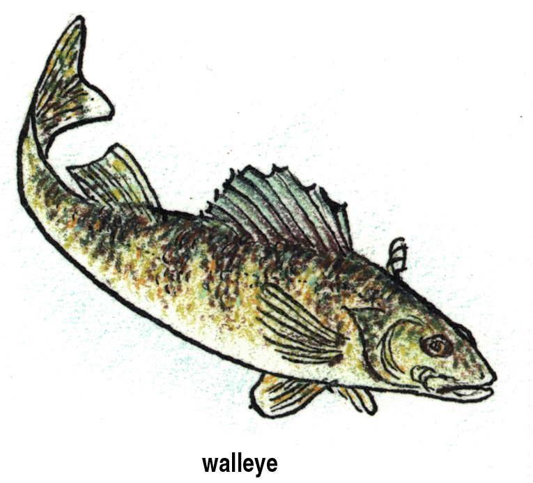 Name  Walley