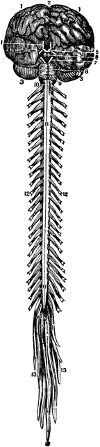 Pin Spinal Cord Clipart Etc On Pinterest