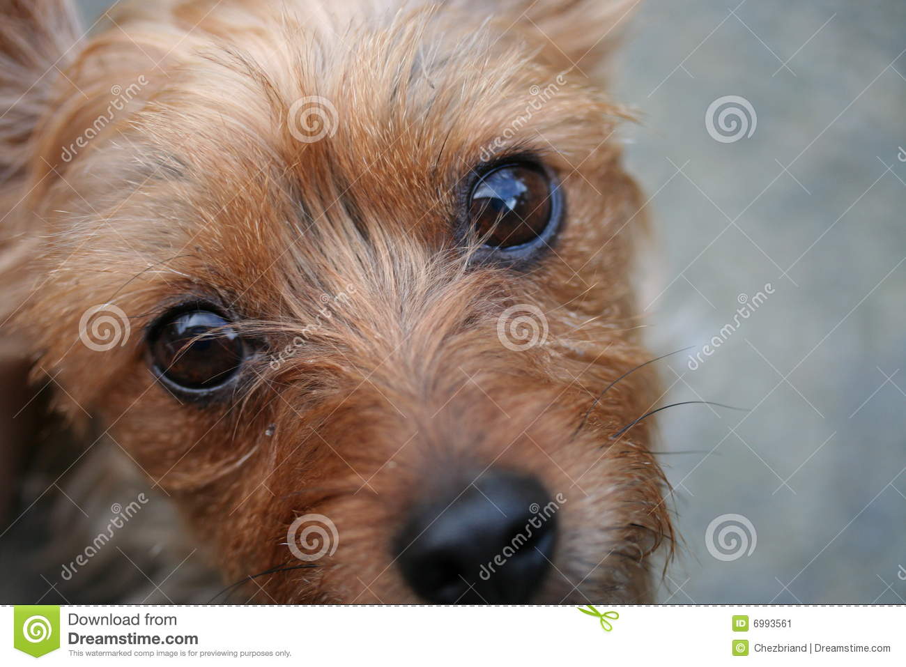 Puppy Dog Eyes Stock Image   Image  6993561