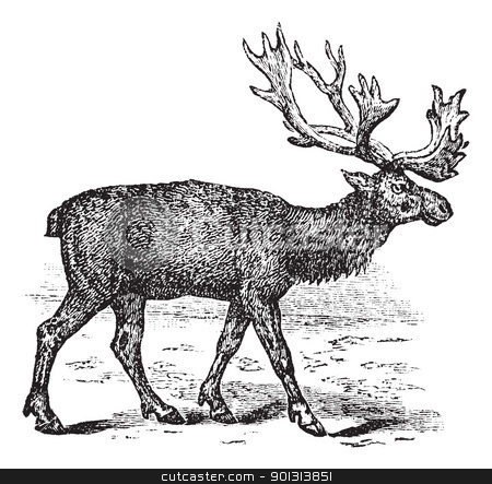 Reindeer Or Rangifer Tarandus Vintage Engraving Stock Vector Clipart    