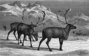 Reindeer   Vintage Clipart   Animals   Pinterest