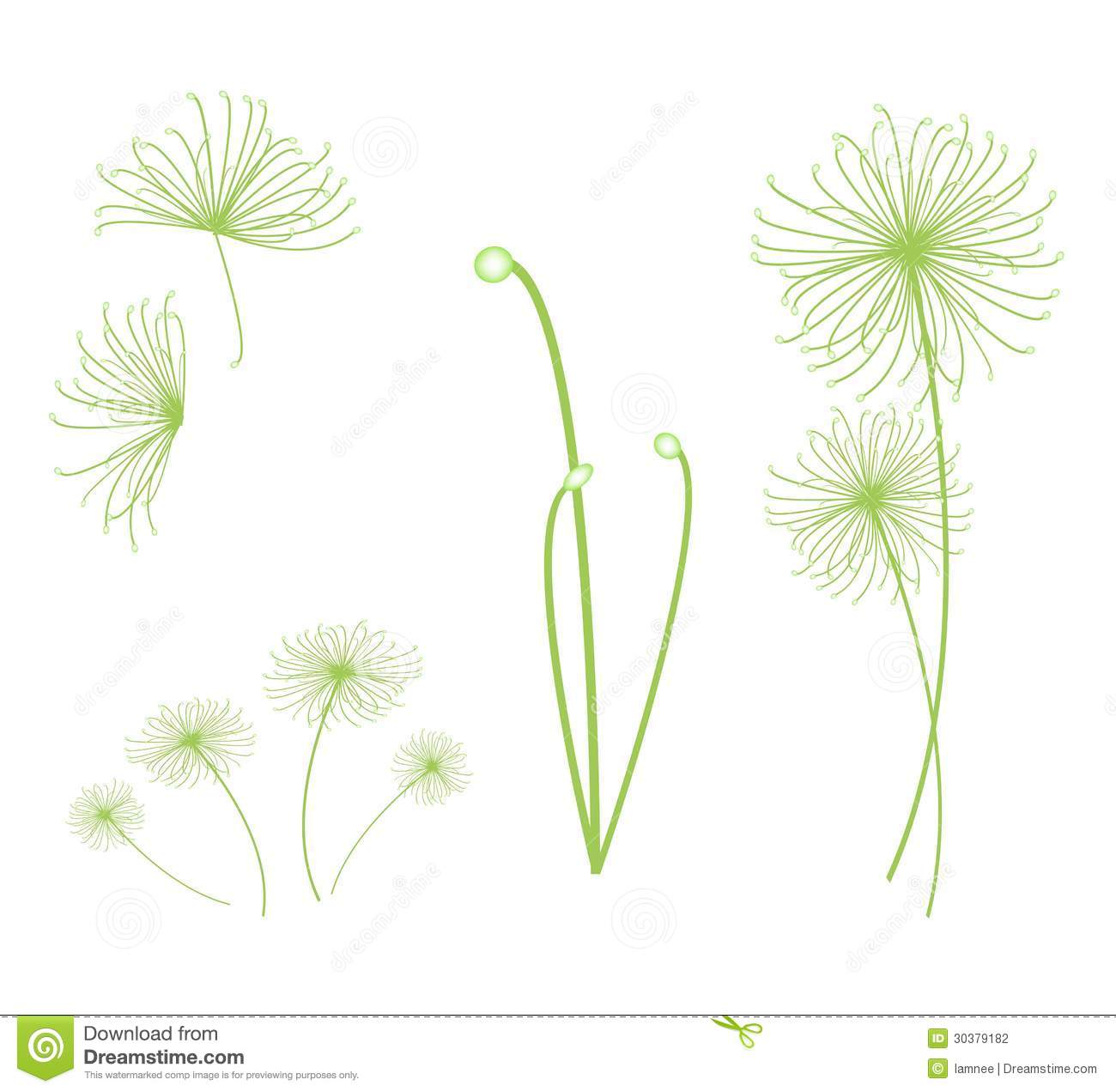 Set Of Cyperus Papyrus Plant On White Background Stock Photography    